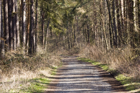Walk through wood, beautifull light.