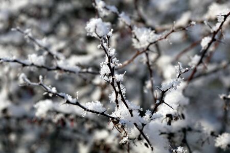 Detail of snow covered branch, winter time.の写真素材