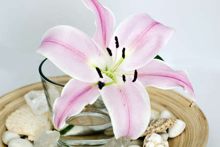 Lily flower on bowl with decorationの写真素材
