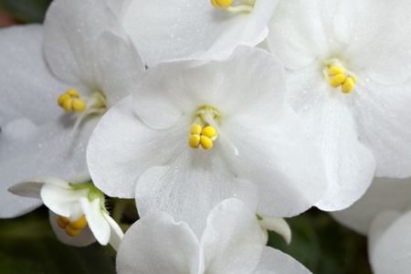 close-up beautiful violet, macroの写真素材