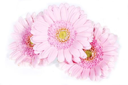 Beautiful pink gerber isolated on white backgroundの写真素材