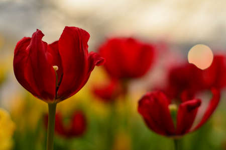 Red tulip in the garden at thailandの写真素材