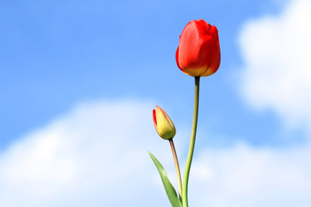 Tulips with blue sky