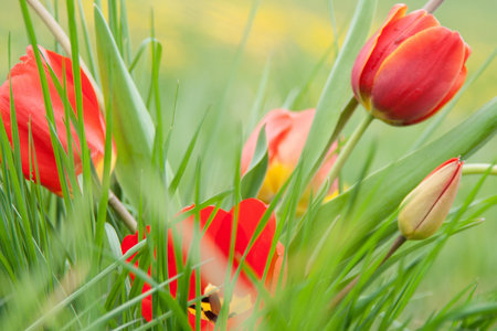 Tulips on a green meadowの写真素材