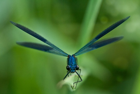 Banded demoiselle before departureの写真素材