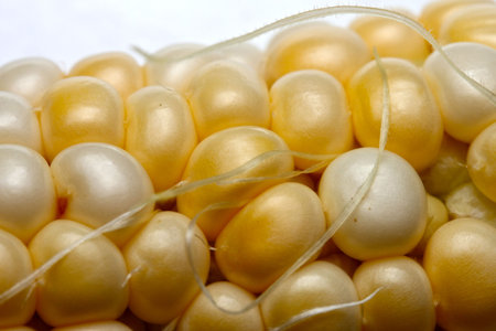 Detail of an ear of corn