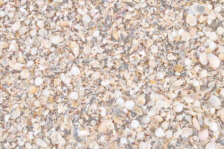 Broken sea shells on the beachの写真素材