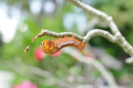 Brown worm on the tree branch
