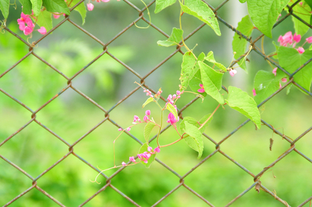 Template Crawling tree branchの写真素材