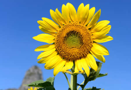 Sun flower and blue skyの写真素材