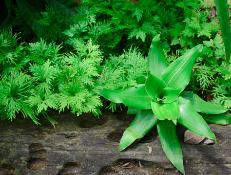 plants at the small logの写真素材