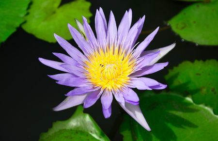 Purple lotus with green leafsの写真素材