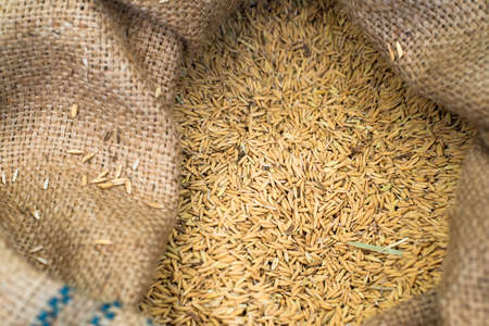 Paddy seeds in the gunnysackの写真素材