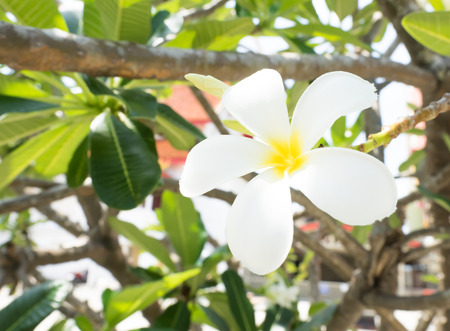White Plumeriaの写真素材