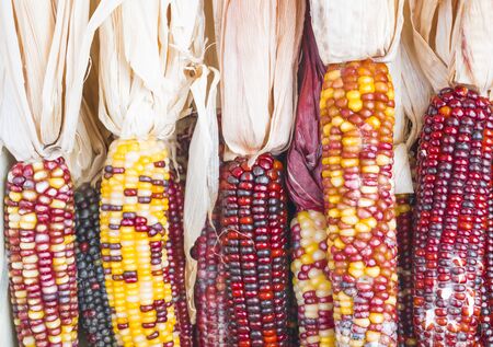 A roll of recently harvested corn in red, yellow and purple colors.の写真素材