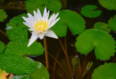 White lotusの写真素材