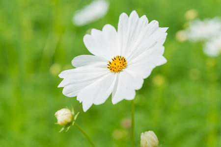 white cosmos flower with blurred background.の写真素材