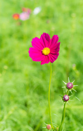 Violet cosmos flower with blurred background.の写真素材