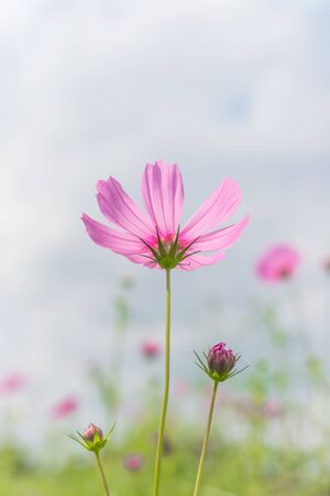 Pink cosmos flower with blurred background.の写真素材