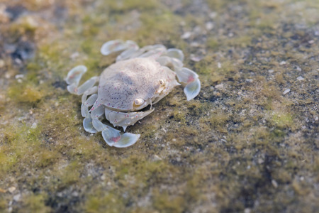 Close-up small rock crab on the rockの写真素材