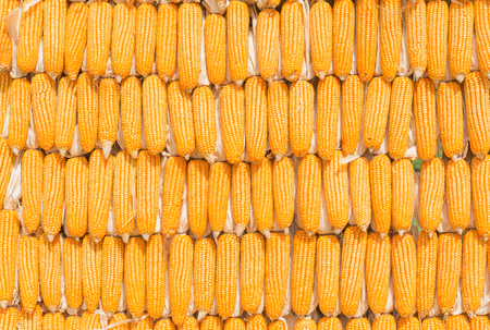 Drying corn, Process to prepare seed for planting.の写真素材