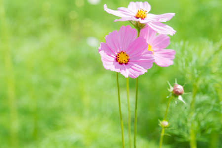 Pink cosmos flower with blurred background.の写真素材