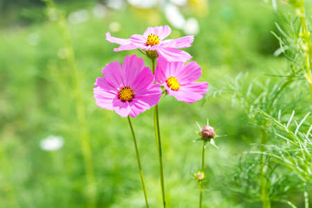 Pink cosmos flower with blurred background.の写真素材