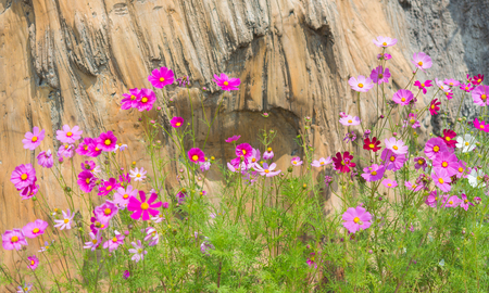 Many Pink Cosmos flowers in front of the big brown rock.の写真素材