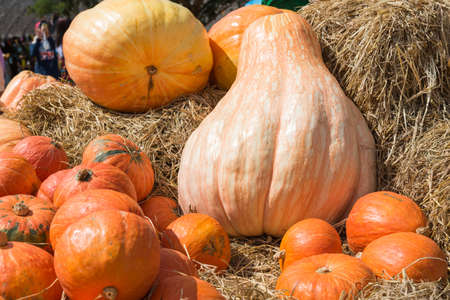 Big pumkins stalks in farmの写真素材