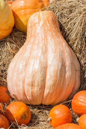 Big pumkins stalks in farmの写真素材