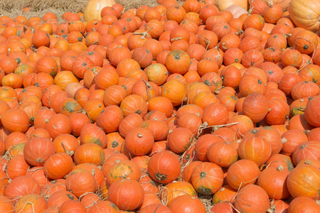 pumkins stalks in farmの写真素材