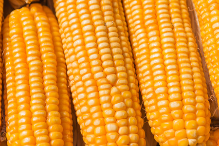 Drying corn, Process to prepare seed for planting.の写真素材