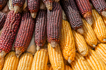 Drying corn, Process to prepare seed for planting.の写真素材
