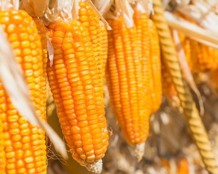 Drying corn, Process to prepare seed for planting.の写真素材