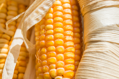 Drying corn, Process to prepare seed for planting.の写真素材