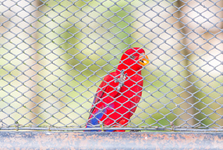Red parrots birds inside in a cageの写真素材