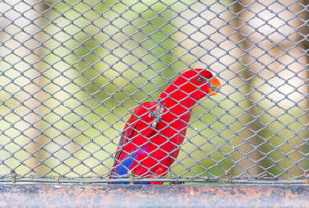 Blur of Red parrots birds inside in a cage and focus at the legs and cageの写真素材