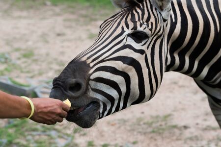 Feeding zebra with bananaの写真素材