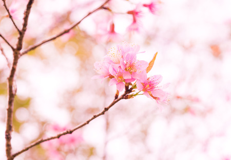 Pink Wild Himalayan Cherry (Prunus cerasoides) Sour Cherry Flower (Thai Sakura Cherry Blossom) Full Bloom Close-up Macro with vintage colourの写真素材