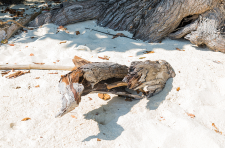 Tree root at the beachの写真素材