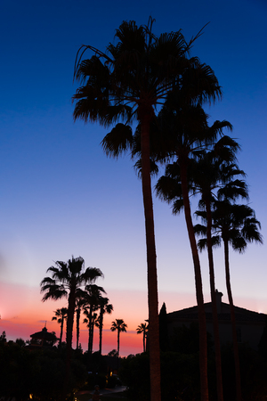 Palm trees with Twilight sky and colorful sunsetの写真素材