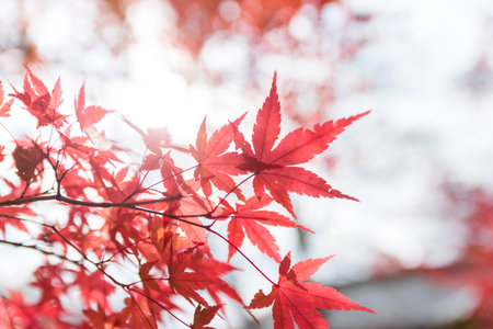 Autumn season with red maple leafs