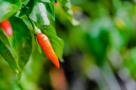 Red chili paper with greed leaves on the chili treeの写真素材