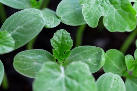 Watermelon sprouts or Young water melon, Ready to plantの写真素材