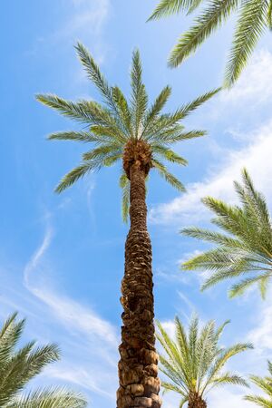 Low angle palm trees with blue sky at USAの写真素材