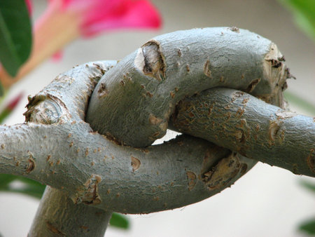 Tied up Branch の写真素材