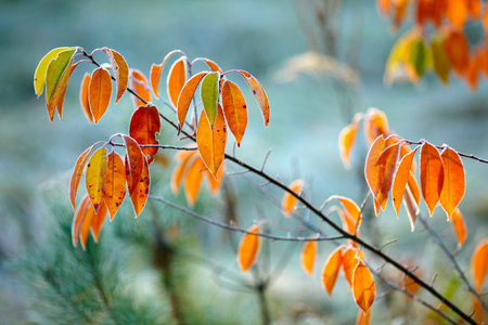 Frozen autumn leaves