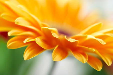Closeup photo of yellow daisy-gerberaの写真素材