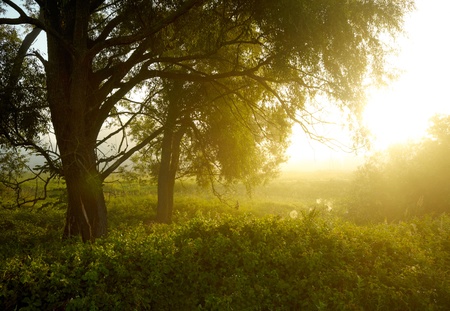 Foggy medow at susriseの写真素材