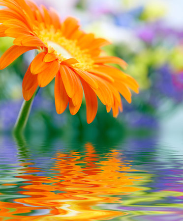Closeup photo of yellow daisy-gerberaの写真素材